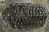 Bargain, Austerops Trilobite - Ofaten, Morocco #325989-1